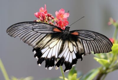 Black and white patterned butterfly with scalloped wings perches on pink flowers against a soft green backdrop.