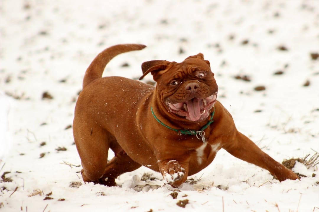 Brindle Dogue de Bordeaux dog running through a white snow field with its mouth open and ears flapping mid-stride.