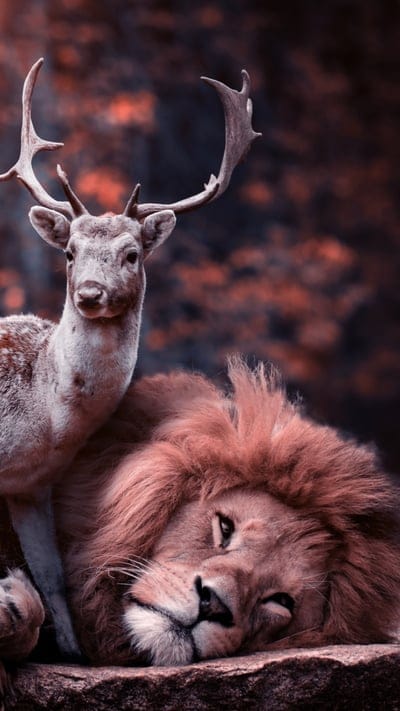 Lion, deer, peaceful, coexistence, wildlife, nature, animal friendship, unexpected, serene, forest, calm, wild animals, unique, resting, powerful, gentle, harmony, unusual pairing, big cat, soft lighting