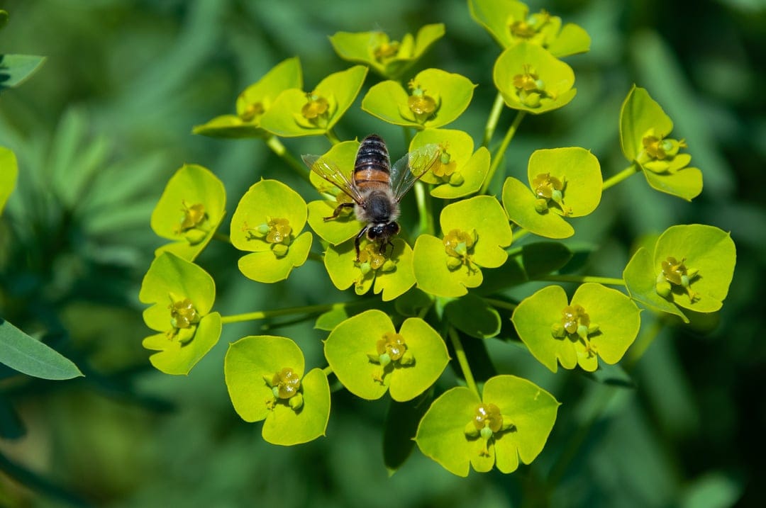 Honeybee with translucent wings lands on a bright yellow flower against a soft green garden background.