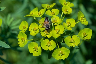 bee,insect,entomology,beautiful flowers,flower background,species,pollination,nature,nectar,pollen,flower,flower wallpaper,blossom,bloom,summer