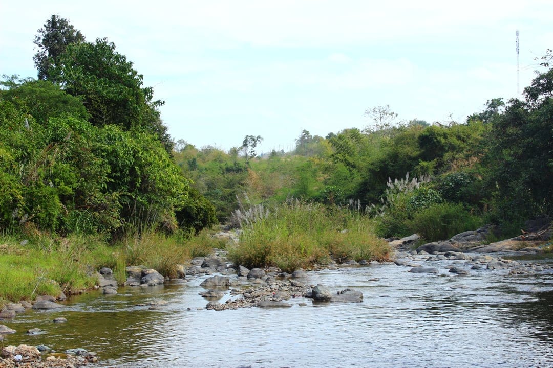 A rocky stream flows beside a lush green forest bank under a soft blue sky in a vertical nature landscape.