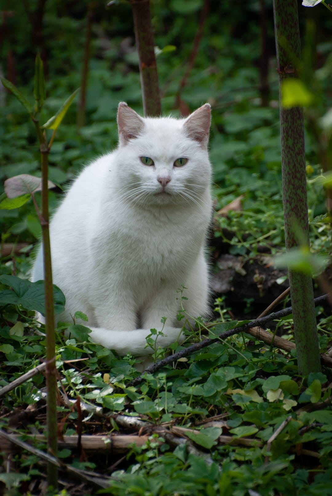 White cat with emerald eyes sits among thick green plant stalks in a garden, staring forward with alert ears.