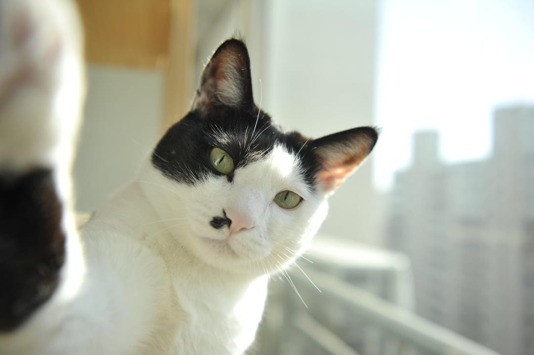 Black and white cat with green eyes and a spot on its nose peeks out against a blurred window background.