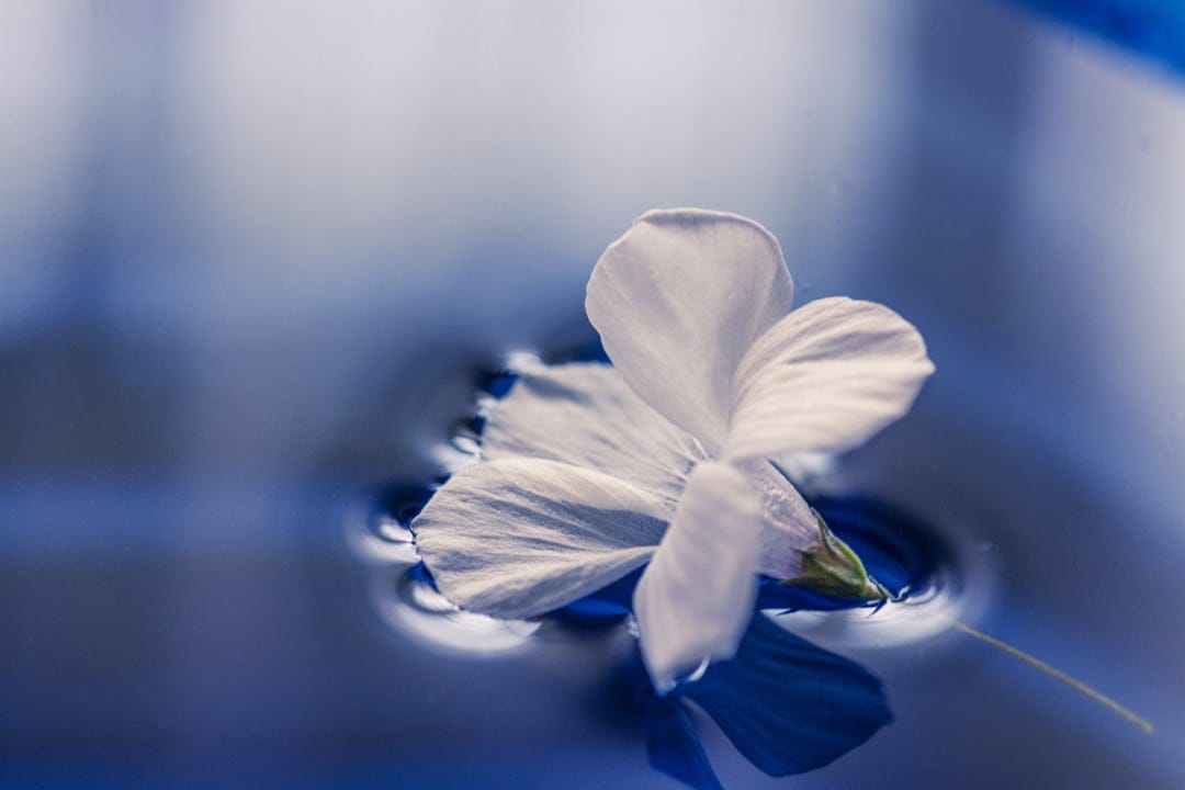 White flower with delicate petals floats on navy blue water with soft ripples and gentle surface reflections.