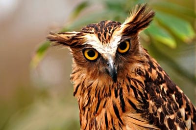 Tawny fish owl with bright yellow eyes and prominent ear tufts stares forward against a blurred green background.