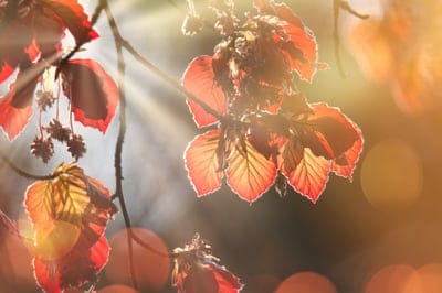 leaves,laptop wallpaper,sunbeams,forest,wallpaper 4k,wallpaper hd,backlighting,free background,windows wallpaper,beautiful wallpaper,hd wallpaper,full hd wallpaper,mac wallpaper,cool backgrounds,4k wallpaper,bokeh,4k wallpaper,spring,nature,free wallpaper
