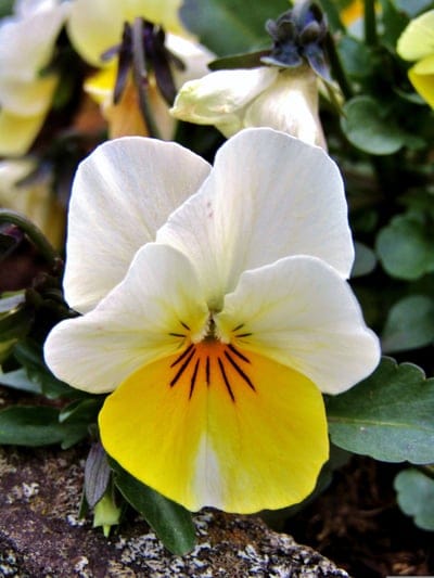 Pansy flower with white and yellow petals, black center lines, orange core, and green leaves on a rocky surface.