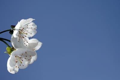 cherry,blossom,floral background,flowers spring,free background,white flowers,windows wallpaper,cool backgrounds,full hd wallpaper,petals,free wallpaper,bloom,blossom,beautiful wallpaper,branch,sky background,4k wallpaper,cherry tree,flower background,tre