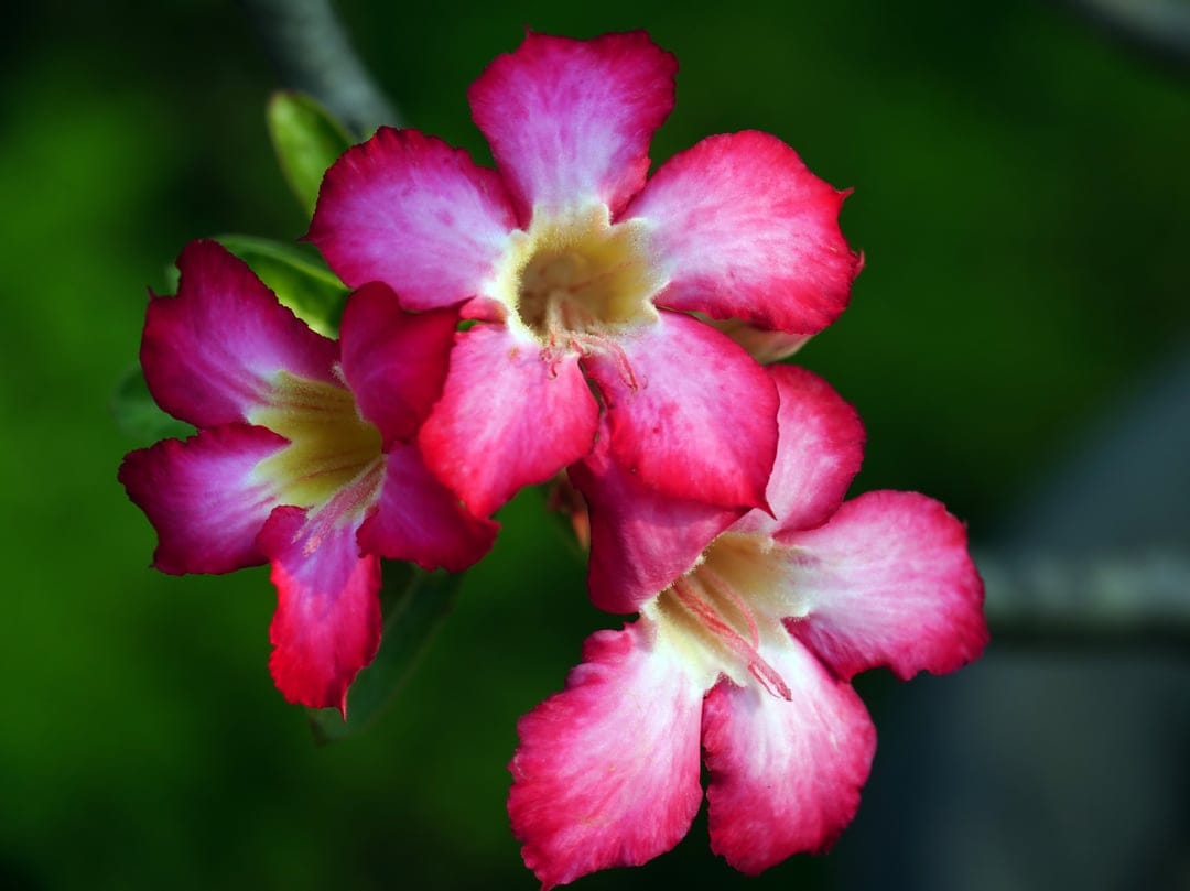 Pink adenium flowers with white centers bloom among green leaves in a macro shot for mobile screen backgrounds.