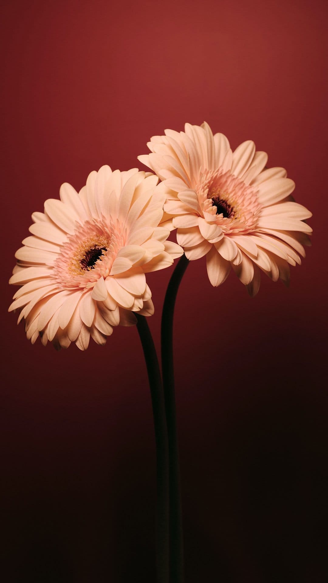 Two pink gerbera daisies with dark centers and green stems against a soft red and dark red gradient background.