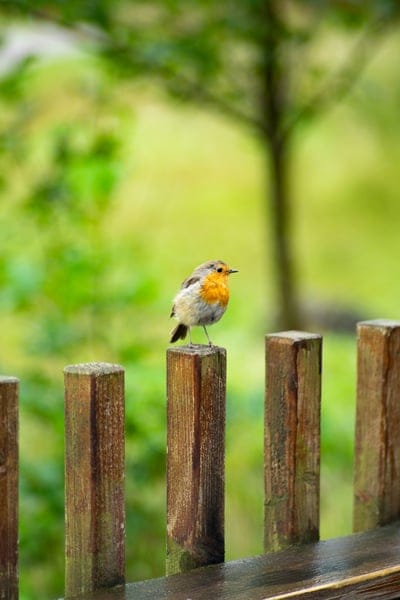 Finches,Finches wallpaper,Finches desktop wallpaper,birds wallpaper,wildlife