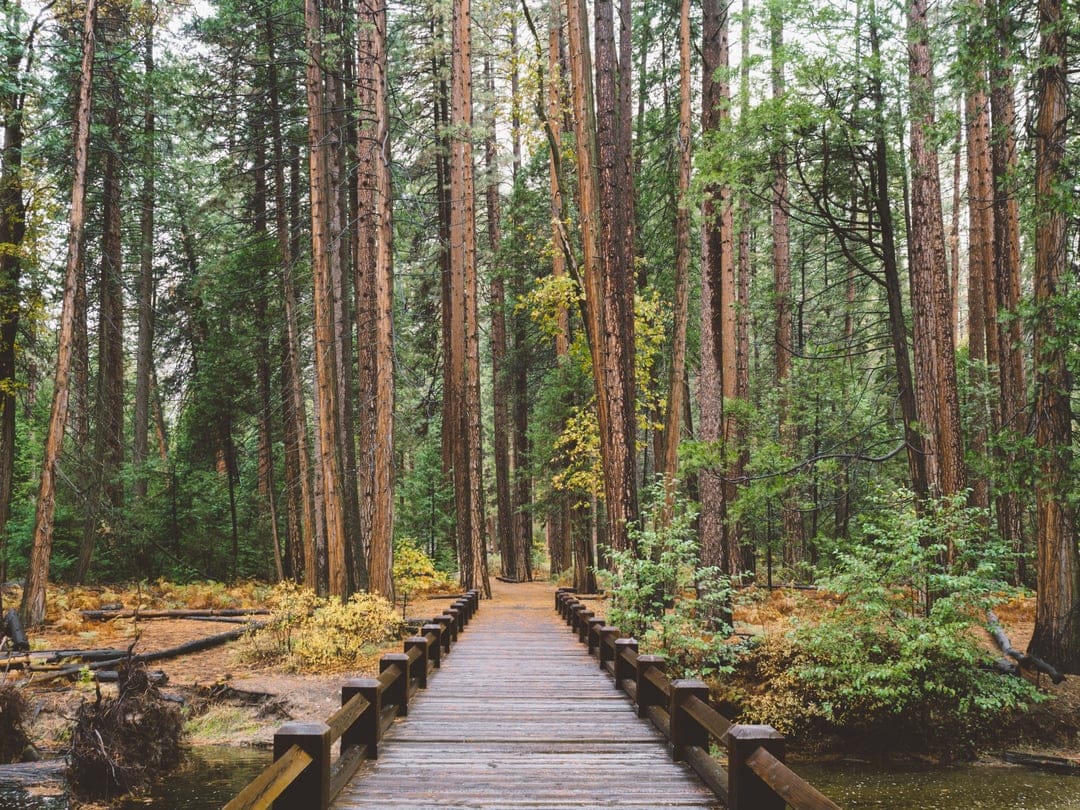 Wooden boardwalk path leads through a lush redwood forest with sunbeams filtering through the tall green trees.