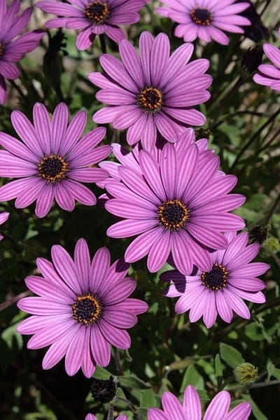 Osteospermum, daisies, purple flowers, spring flowers, summer flowers, garden flowers, flowering plant, floral, nature, botany, bloom, petal, sunlight, vibrant, close-up, macro, colorful, outdoor, foliage, plant, decoration, beauty