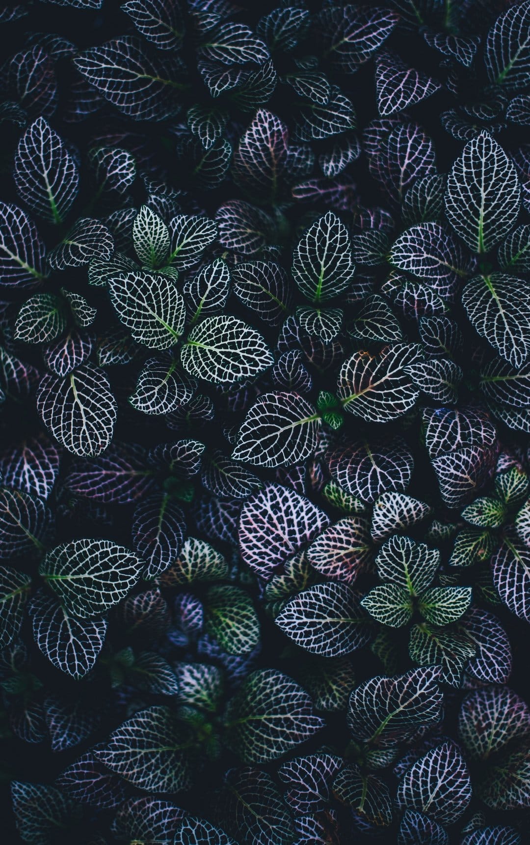 Dark green tropical leaves with striking white veins and subtle shadows shown in a detailed macro close-up.