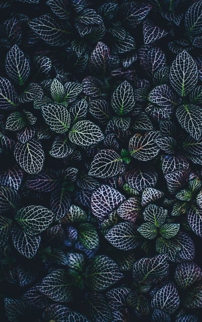 Leaf,Leaf  wallpaper,aesthetic Leaf  wallpaper,Leaf  pattern wallpaper,pattern wallpaper