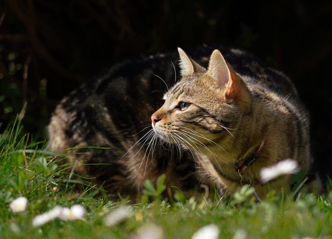 Tabby cat with brown stripes stalks through green grass and white flowers against a dark, shadowy background.