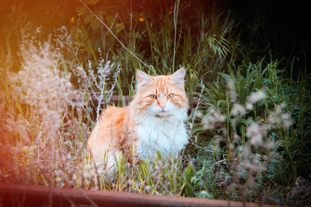 Fluffy ginger cat with yellow eyes sitting in tall green grass and wildflowers under warm golden sunlight.