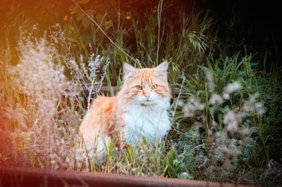 Fluffy ginger cat with yellow eyes sitting in tall green grass and wildflowers under warm golden sunlight.