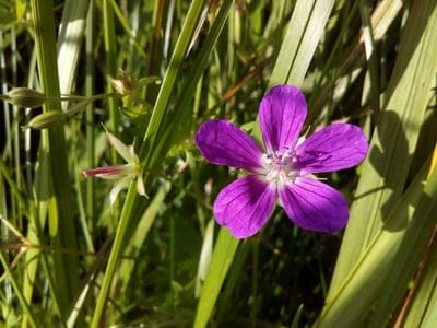 Purple five-petaled wildflower with veined petals and a white center rests against green grass and small buds.