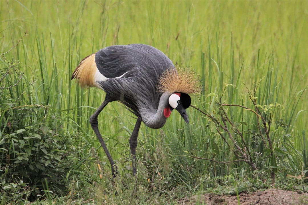 Grey Crowned Crane with a golden crest and red wattle stands in green savanna grass under soft daylight.