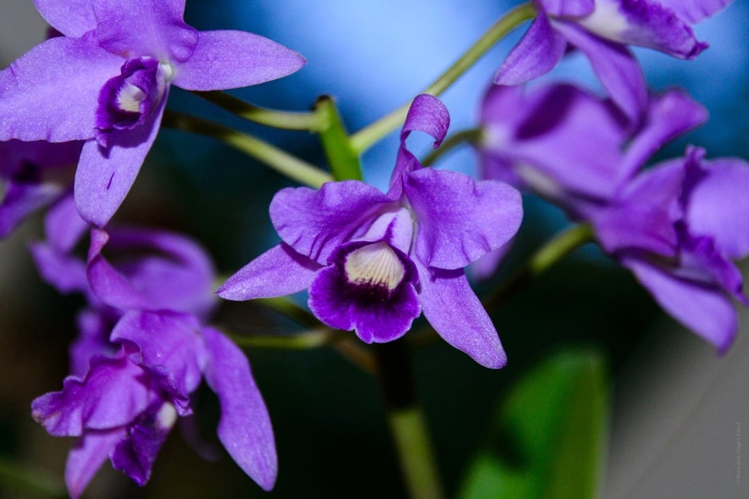 Purple Cattleya orchid flower shows detailed velvety petals and a deep magenta lip in a soft-focus macro shot.