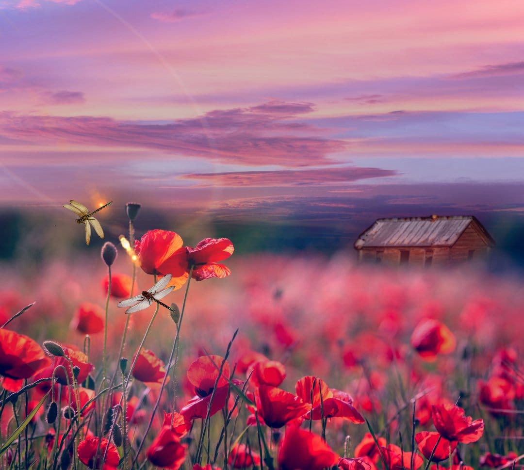 Red poppies and dragonflies in a meadow at sunset with a rustic wooden cabin in the hazy background.