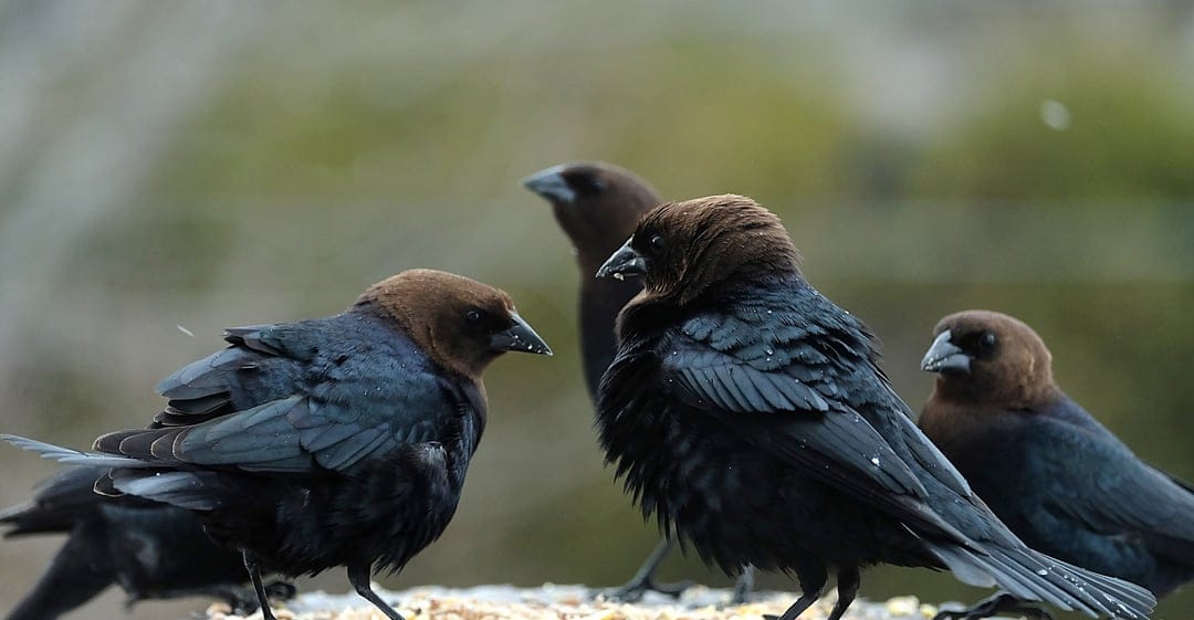 Brown-headed cowbirds with dark iridescent bodies and brown heads congregate on a bird feeder in soft sunlight.