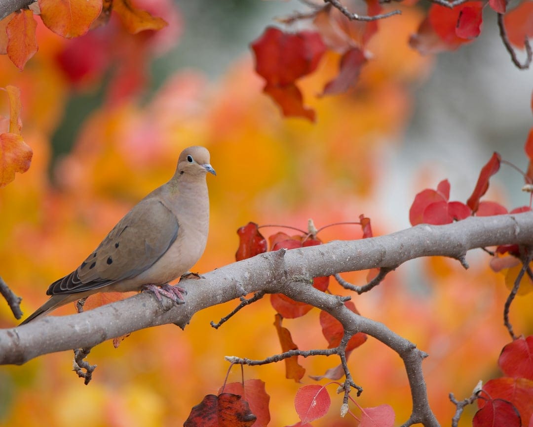 Mourning Dove perched on a thin branch surrounded by bright red and orange maple leaves with a blurred background.