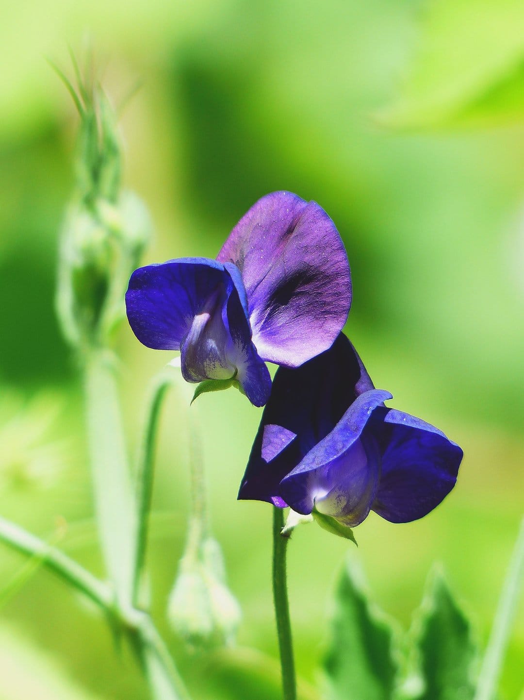 Two purple sweet pea flowers with delicate ruffled petals stand against a blurry light green background.