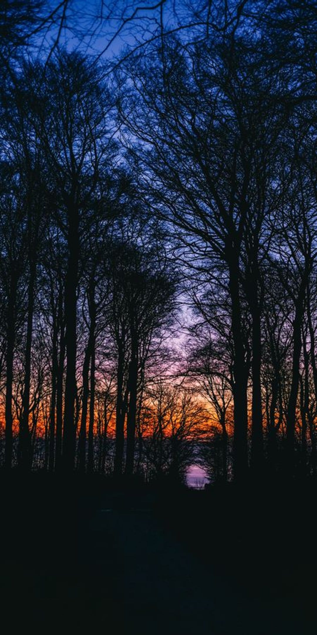 Silhouetted bare trees frame a forest path under a vibrant purple, orange, and deep blue sunset sky.