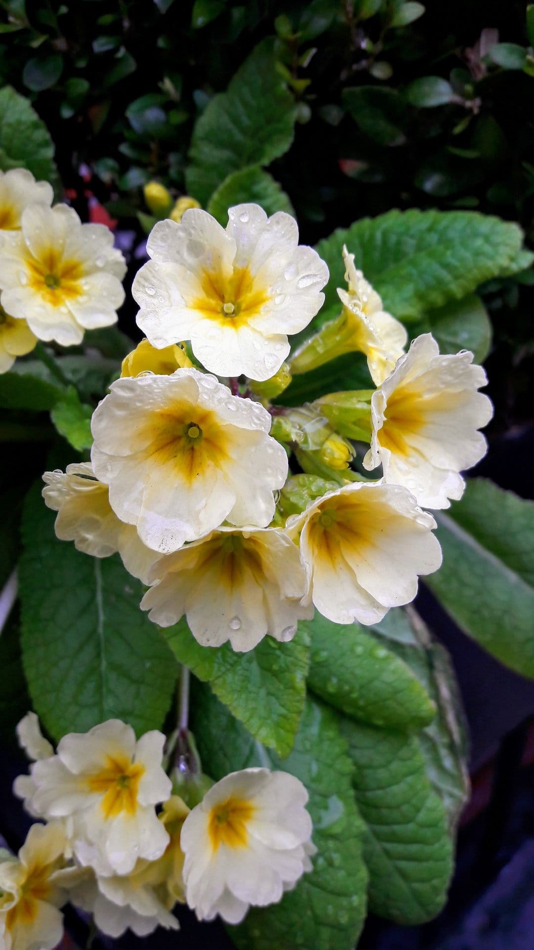 White primrose flowers with yellow centers and glistening water droplets against a blurred green leaf background.