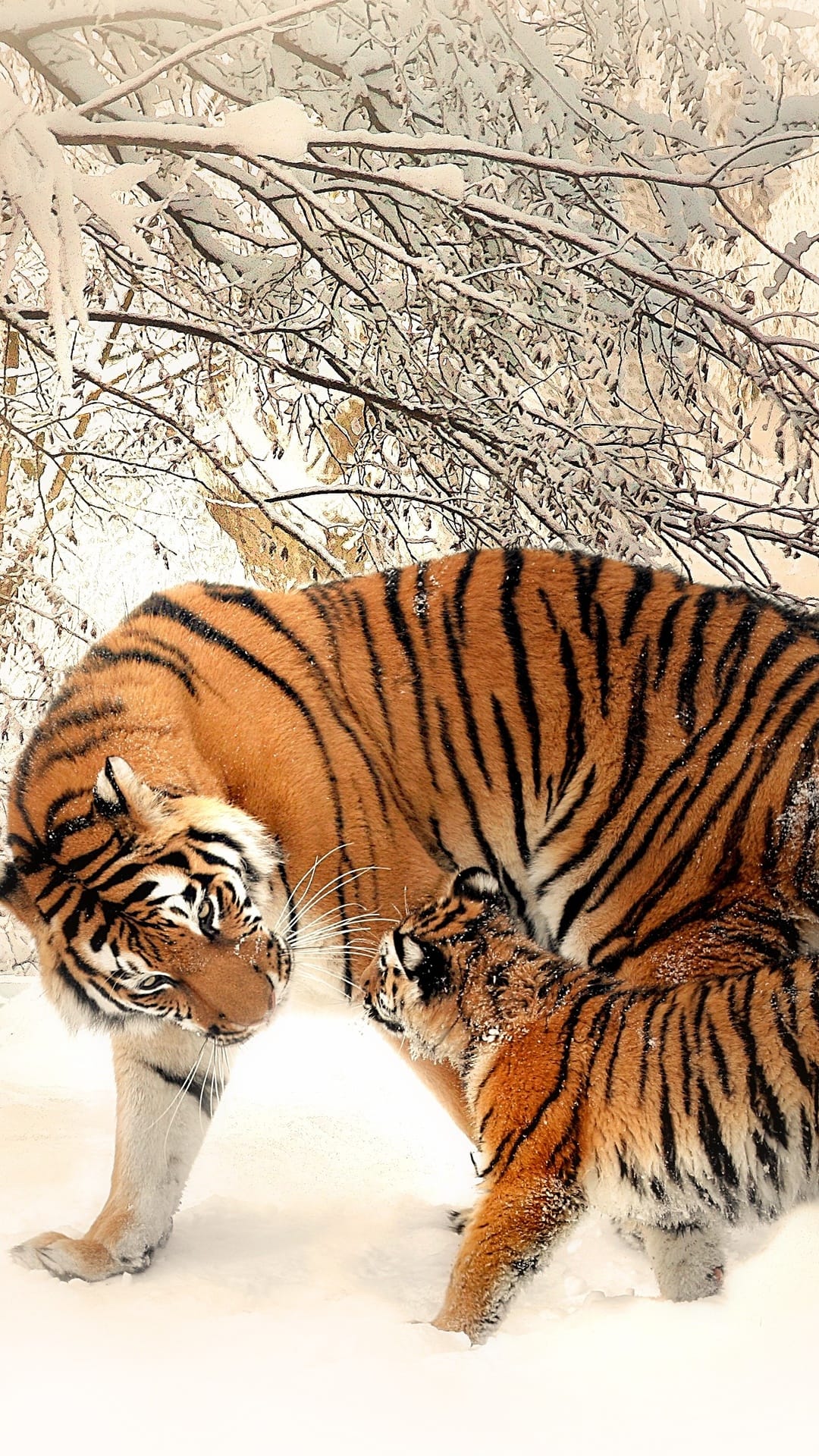 Orange tiger and cub sharing a tender moment in a snowy forest with frost-covered branches and soft light.