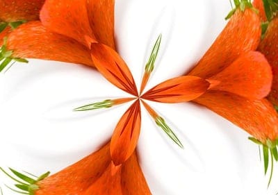 background,flowers,floral,nature,free background,floral background,desktop backgrounds,hd wallpaper,wallpaper 4k,orange,green,mac wallpaper,4k wallpaper,beautiful wallpaper,blooming,flower wallpaper,wallpaper hd,free wallpaper,beautiful flowers,4k wallpap
