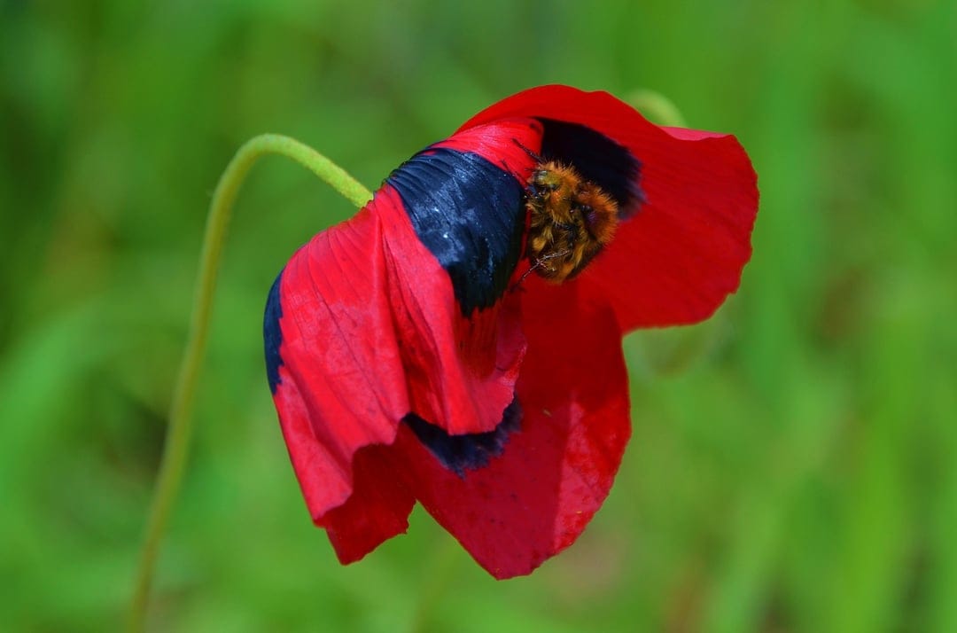 Red poppy flower with a black center and textured petals blooming in front of a soft green bokeh background.