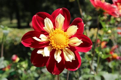Red dahlia flower with yellow-tipped petals and a golden center captured in a detailed close-up botanical view.