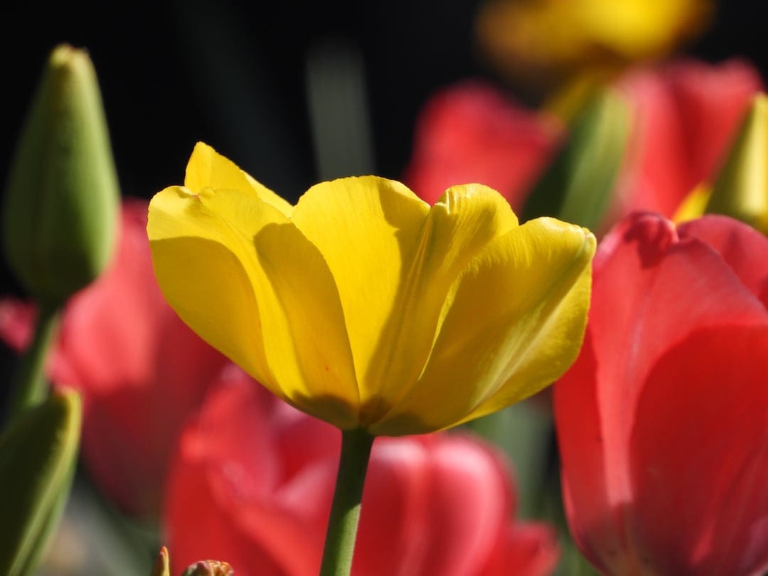 Yellow tulip with sunlight on its petals stands before a blurred field of red flowers in a spring garden scene.