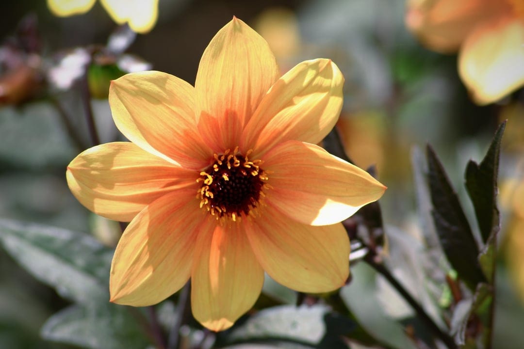 Yellow dahlia flower with a dark textured center and layered petals against a soft-focus green background.