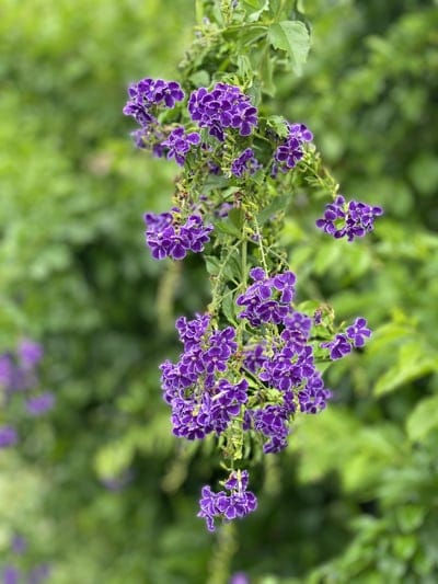 Purple flowers with white-rimmed petals hang in clusters against a blurred green leafy backdrop in bright light.