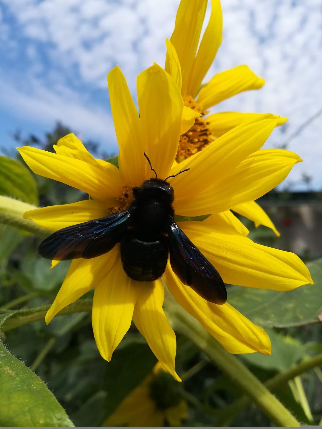 Black carpenter bee with iridescent wings on yellow sunflower petals against a soft blue and green background.