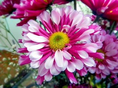 Pink and white chrysanthemum flower with a yellow center and textured petals against a blurred green background.