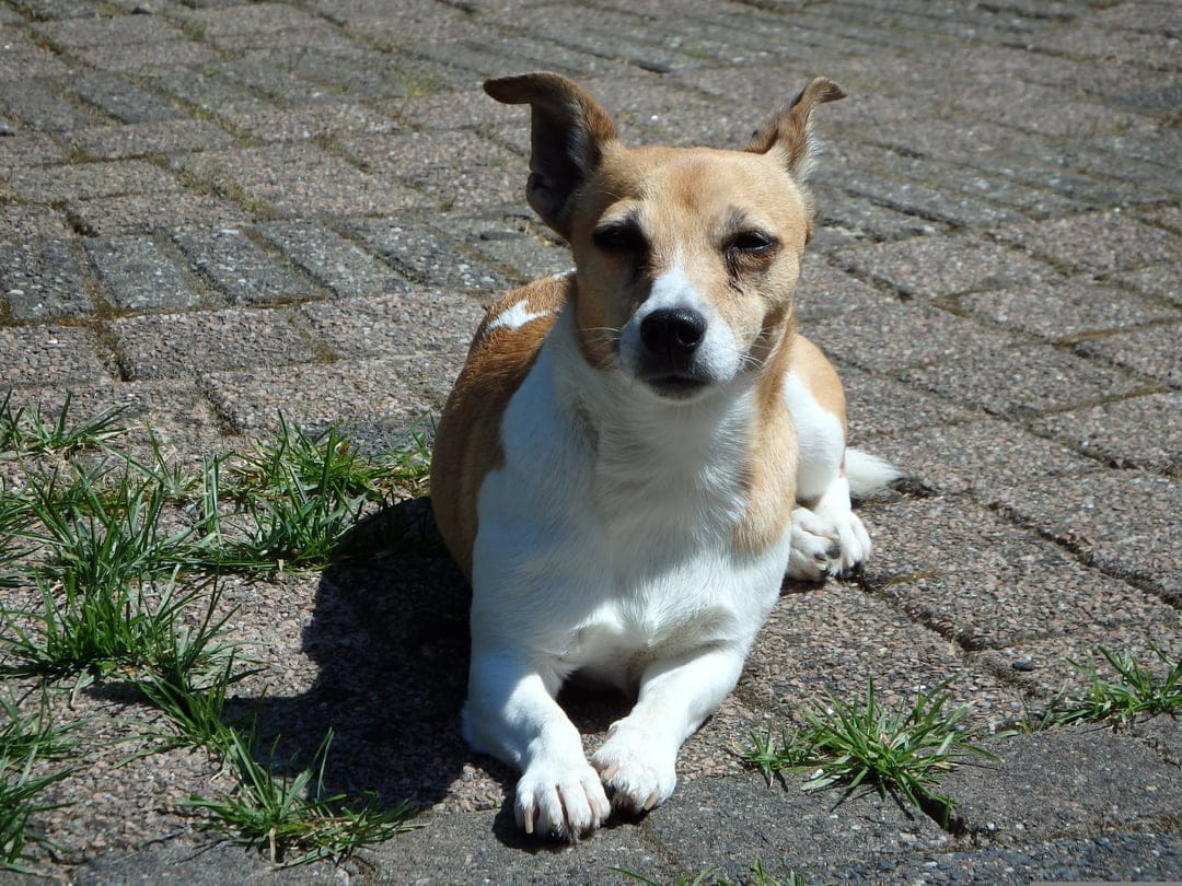 Small tan and white dog with pointed ears lies on a brick patio with green grass tufts in bright sunlight.