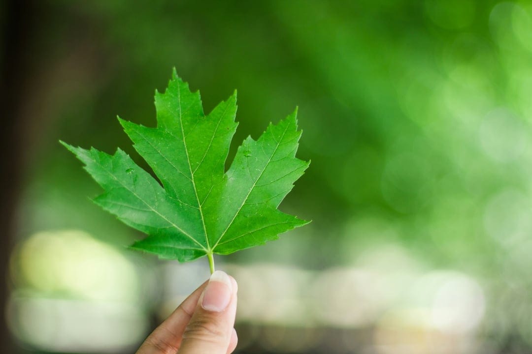 Human hand holding a vibrant green five-lobed maple leaf against a soft-focus background of lush forest foliage.