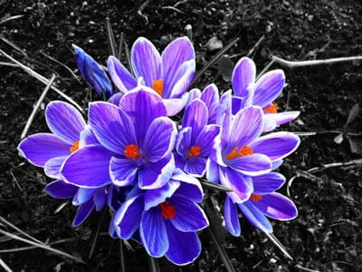 Purple crocus flowers with orange centers stand out against a black and white background of dark soil and grass.