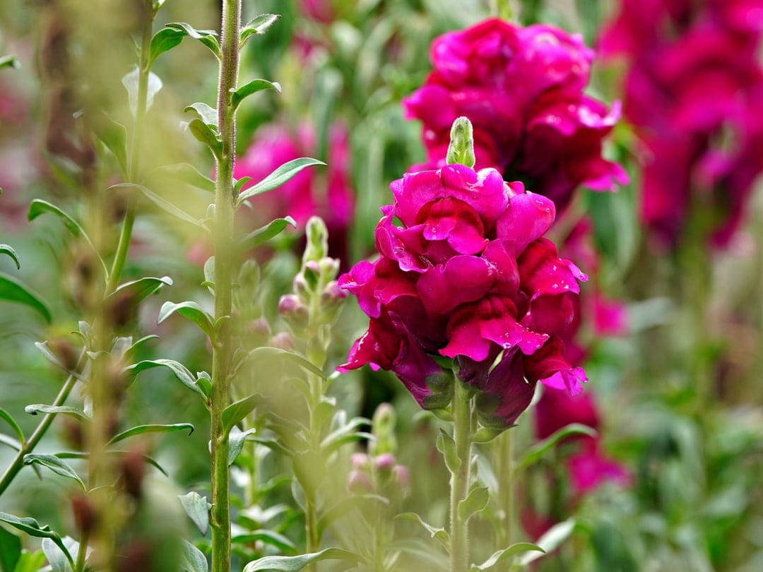 Pink snapdragon flowers with delicate petals stand on green stems against a blurred garden background in sunlight.