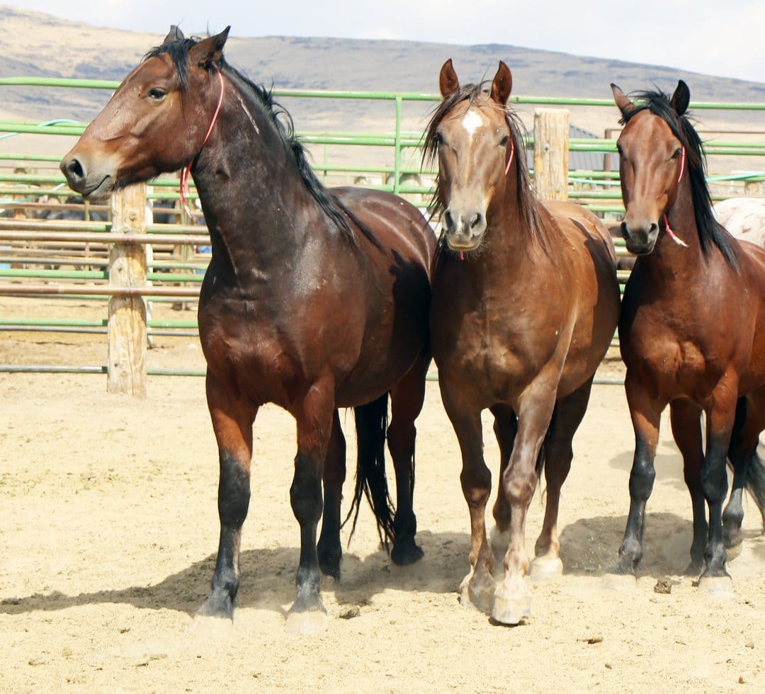 Three brown horses with black legs stand in a sandy corral with wooden fences and distant arid hills.