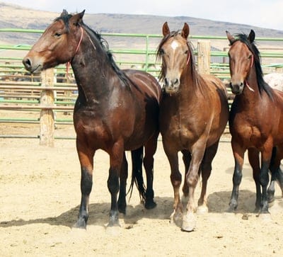 Horse  wallpaper,Horse  background,Horse,Horse  desktop,Horse  iPhone wallpaper
