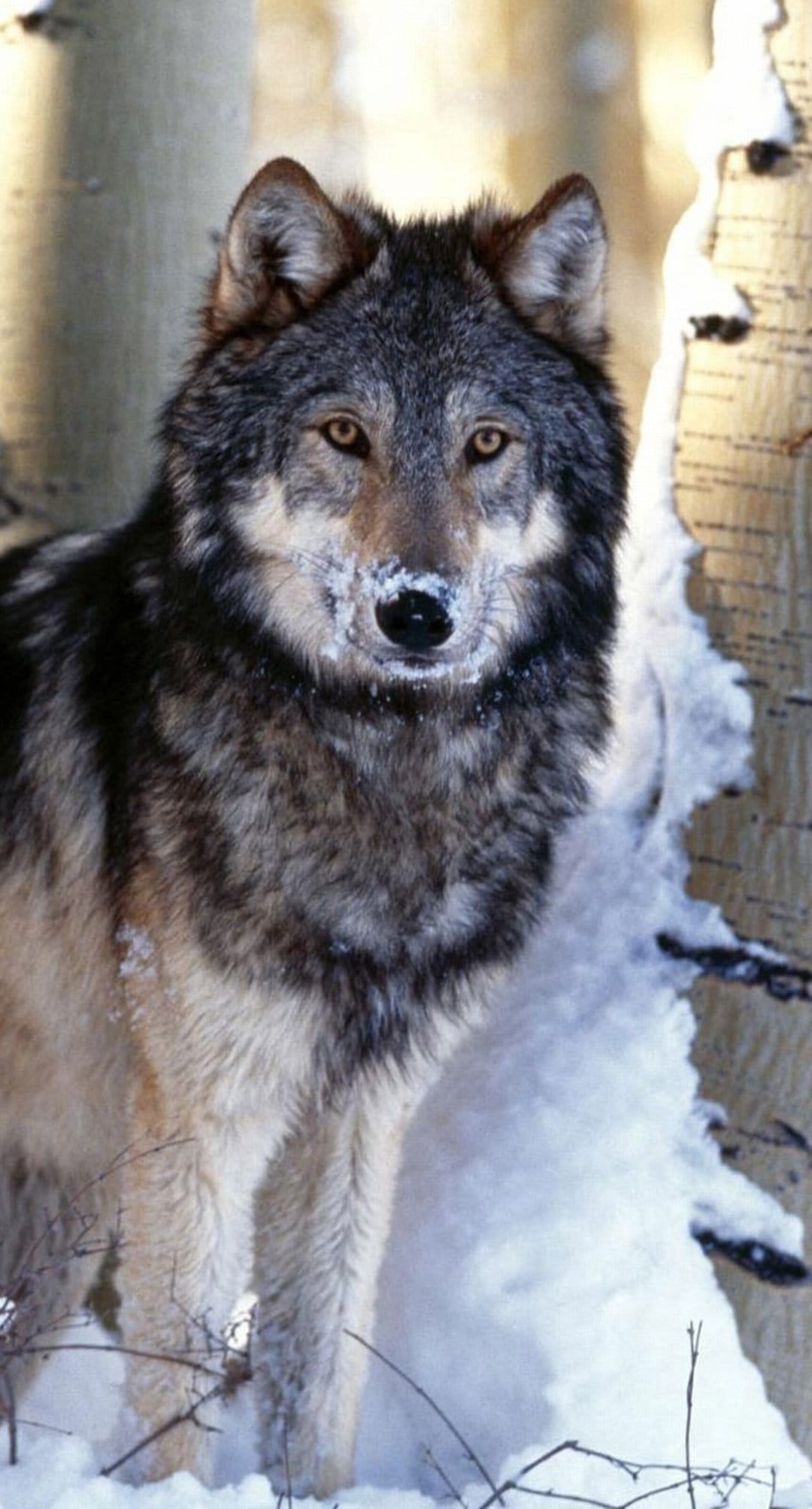 Gray wolf with amber eyes and snow on its snout stands in a wintry forest of white-barked aspen trees.
