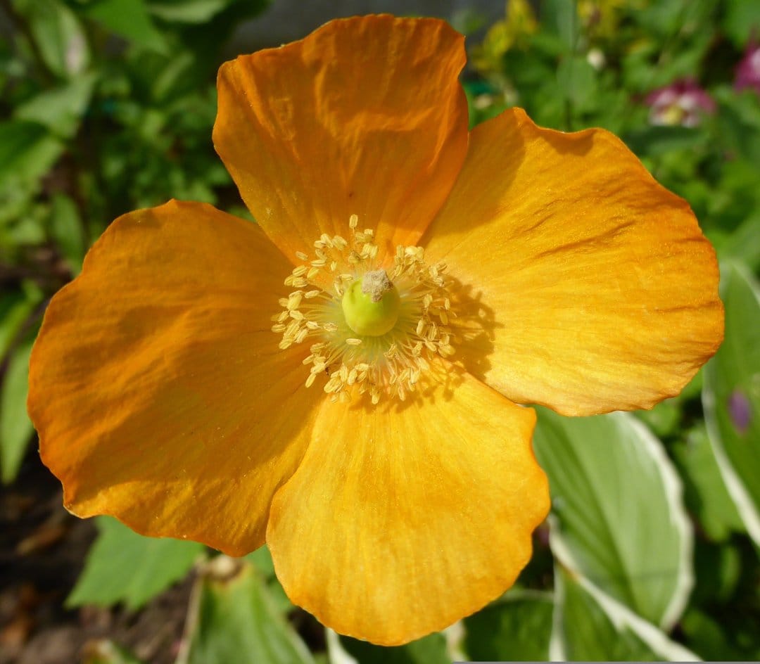 Orange poppy flower with delicate petals and dark stamens in bright sunlight against a soft green background.