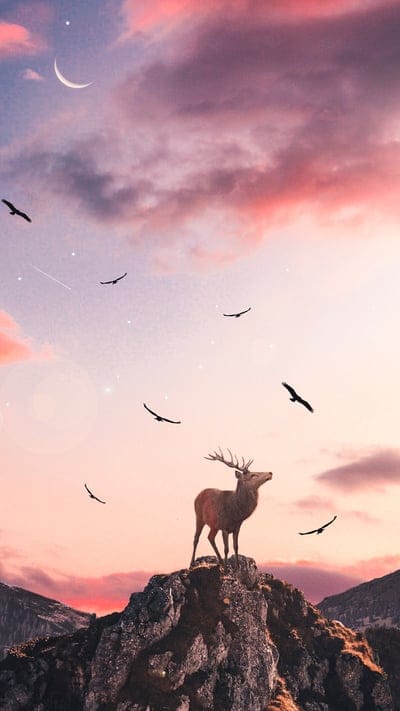 swap-deer,mountains